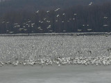 Snow Geese