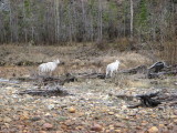 Dall sheep by road; also lynx, fox, b-bear