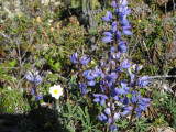 Lupine, delightfully scented