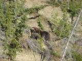 Muskox; beautiful coats