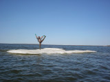 Summit pose ice floe