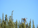 Bald eagles nesting