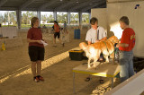 West Palm Beach, measuring dogs for the show