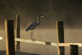 Blue Heron at Sunrise