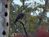 Maturing Bald Eagle