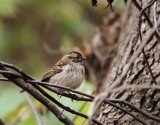 White Throated Sparrow