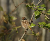 Song Sparrow