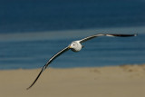 Western Gull