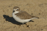 Snowy Plover