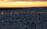 Snow Geese Start to Lift