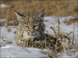 Bobcat Kitten