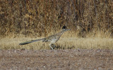 Roadrunner Struting his Stuff