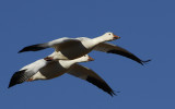 Snow Geese