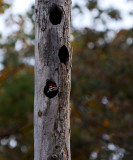 Pileated Woodpecker