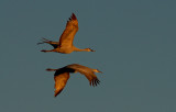Sandhill Cranes Returning at Sunset