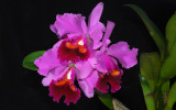 Cattleya Hybrid