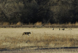Coyote and Canada Geese