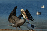 Pelican