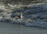 The Willet and the Wave