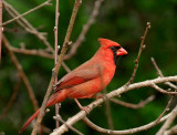 Cardinal