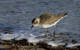 Black-bellied Plover