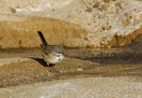 Sage Sparrow