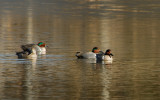 Green Wing Teals