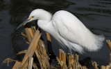Snowy Egret