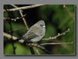 Dark Eyed Junco