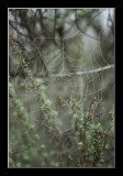 Spider Web in the Fog