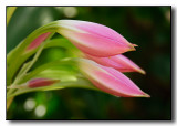 Blooming Flower at the Wild Animal Park