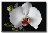 Phalenopsis