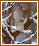 Goldfinch