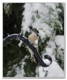 A snowy   Downy Woodpecker