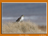 Prairie Falcon
