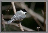 Chickadee