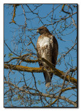 Red Tail Hawk