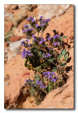 Flowers in the Desert