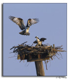 Ospreys during Mating Season