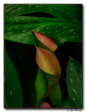 Cala Lily