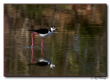 Black-necked Stilt