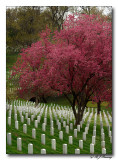 Light breaks through at Arlington Cemetery