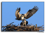 Ospreys during Mating Season