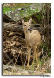 Deer @ Great Falls