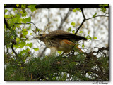 Red Tail Hawk collecting branches for a nest