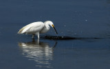Snowy Egret