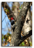 Redheaded Woodpecker