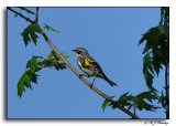 Myrtle or Yellow-rumped Warbler