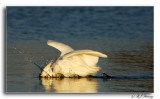 Snowy Egret