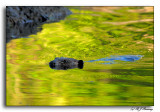 Beaver  Interrupting the Reflections